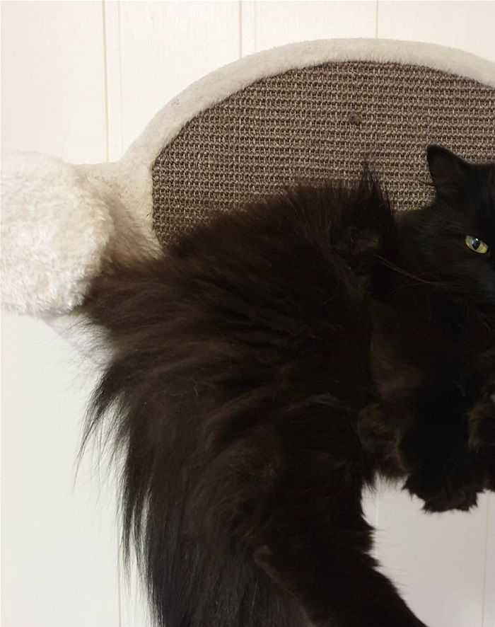 Mowgli - Adoptert

Gutt født 15.06.16. Liten raring - ikke for hvem som helst Superkosete gutt mot de han kjenner. Elsker å ligge inntil eller oppå deg og bake med potene mens han maler. Samtidig er han veldig var på lyder og brå bevegelser eller fremmede mennesker, da løper han å gjemmer seg før han titter frem for å se om det var noe skummelt. Deilig pus som passer i et rolig hjem med katteluke og gode utemuligheter, gjerne uten alt for tett mellom husene. Bare snill og god. Mot de han kjenner, bare kos, kos, kos.