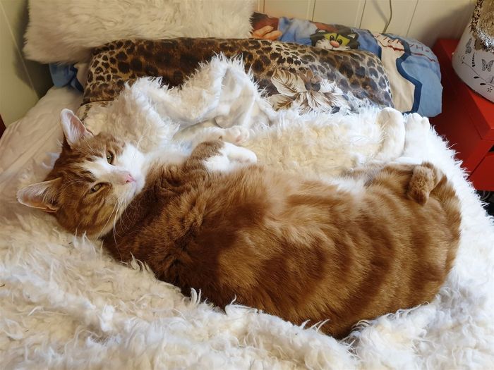 Røder - Adoptert
Gutt født 01.08.10 Skvetten, men leken og kosete. Elsker lek med lasermus. Høye lyder er huff. Små barn og hunder er huff huff. Ute burde han ha store jaktmarker der han kan kose seg når den tiden kommer. En eller to rolige mennesker han kan nyte livet hos er perfekt. Han stryker deg inntil beina dine og legger seg tett inntil deg og elsker kos og han vil trives med å sove sammen med deg i senga. Han må få lov til å gå hvor han vil, for han ble mishandlet i et tidligere hjem.